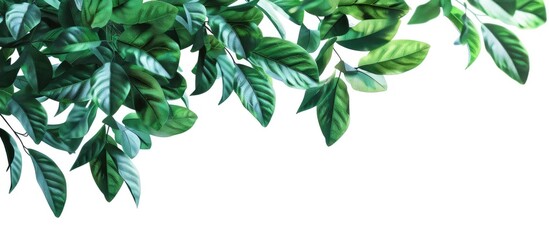 Isolated on a white background a bush plant with leaves creates a decorative border with copy space image