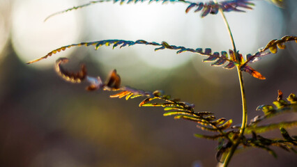 Vue rapprochée de feuilles de fougère sauvages, pendant le coucher du soleil, dans la forêt des Landes de Gascogne