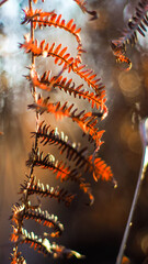 Vue rapprochée de feuilles de fougère sauvages, pendant le coucher du soleil, dans la forêt des Landes de Gascogne