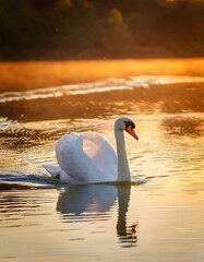 Mute Swan Gliding Gracefully on a Lake at Sunset