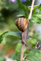 Schnecke im Garten an Pflanze