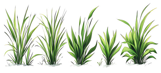 Fototapeta premium Hand-drawn set of blades of grass PNG 