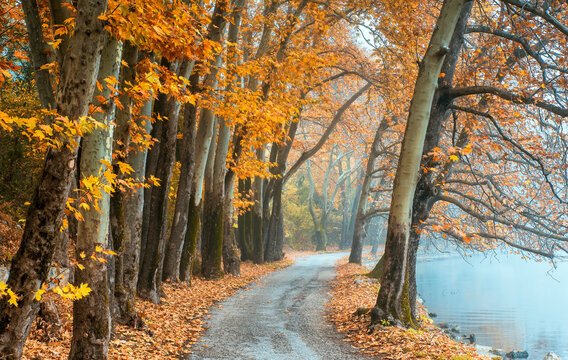autumn in the dreamy forest  of Kastoria Greece 