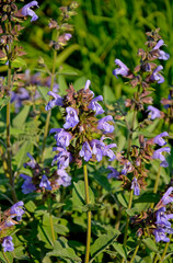 kwitnąca szałwia, fioletowe kwiaty szalwi w ogrodzie, Szałwia lekarska, Salvia officinalis, common sage, Purple sage flowers in the garden © kateej