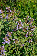 kwitnąca szałwia, fioletowe kwiaty szalwi w ogrodzie, Szałwia lekarska, Salvia officinalis, common sage, Purple sage flowers in the garden © kateej