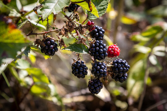A close up of blackberries growing in the late summer sunshine, with a shallow depth of field