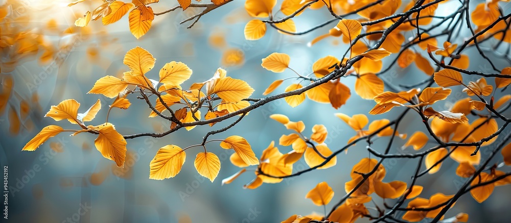 Fototapete Golden autumn scene in the forest with branches adorned in yellow leaves creating a natural background for a copy space image