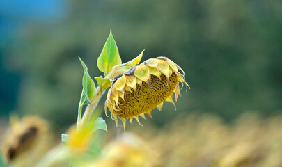Sunflowers in a field agriculture and food concept