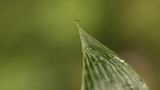 Coconut Palm Tree Leaf In Rainy Day on blurry green background footage