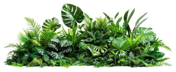 PNG Lush tropical indoor plant arrangement