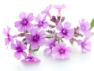 Obraz premium Clusters of vibrant purple verbena flowers bloom gracefully, highlighting their intricate petals against a softly blurred white backdrop