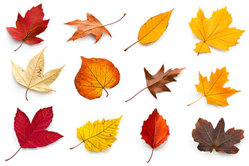 Fototapeta premium Collection of multicolored fallen autumn leaves isolated on white background