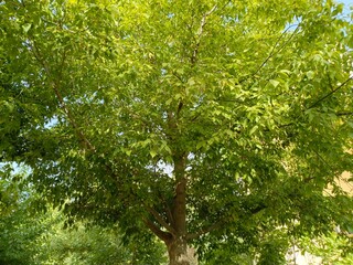 Ifrane, Morocco - August 07, 2024: The Splendor of Nature in Ifrane: Enchanting Trees and Gardens in the Heart of Morocco