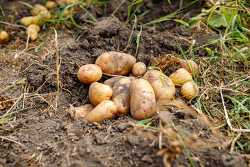 Freshly harvested potatoes scattered among the soil and grass in a farm field during late summer