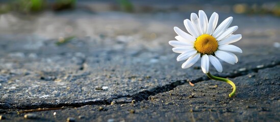 A white daisy with a yellow center rests on concrete ground in spring shown from a low angle with space for adding text or images. Creative banner. Copyspace image