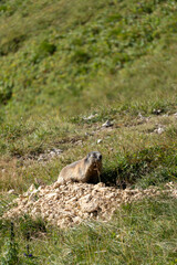 marmot in the italian mountains