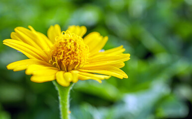 Pretty yellow creeping daisy flower, close-up of pollen yellow creeping daisy flower,  yellow creeping daisy flowers growing in spring