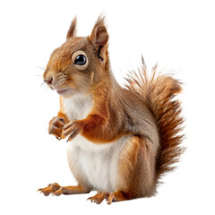 Obraz premium Eurasian red squirrel in front. Isolated on transparent background. PNG design element.