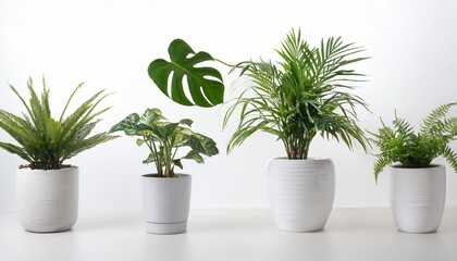 Obraz premium variety of potted houseplants including a palm a conifer a fern a monstera and a succulent all placed in identical white pots