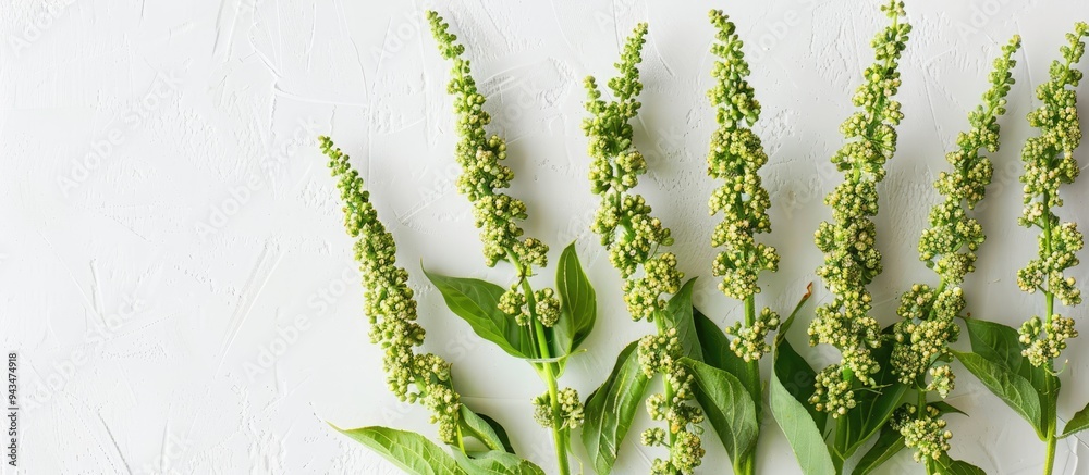 Poster close up view of vibrant green quinoa sprigs with seeds on a white backdrop showcasing a garden plan