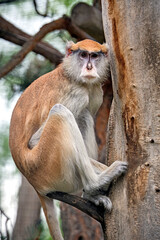 Husarenaffe ( Erythrocebus patas ).