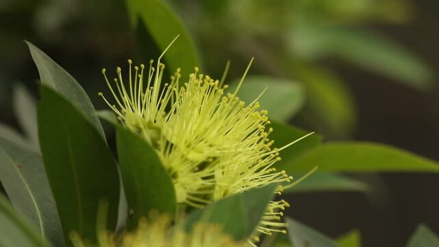 Yellow flower footage 