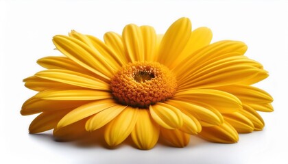 beautiful yellow daisy flower isolated