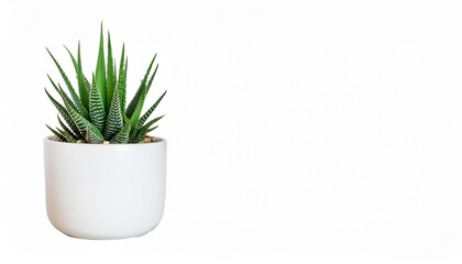 houseplants with elf aloe or cacti in minimal white ceramic pot fresh indoor plant mockup isolated transparent without background