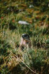 marmot in the italian mountains