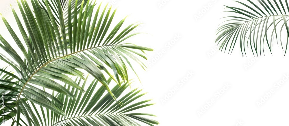 Aufkleber palm fronds arranged in a corner with copy space image on a white backdrop