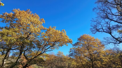 Fototapeta premium A cluster of trees with autumn leaves, framed against a brilliant blue sky.