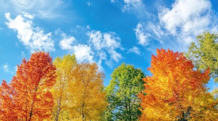 A cluster of trees with autumn leaves, framed against a brilliant blue sky.