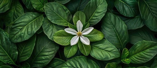 Nature themed creative layout composed of green leaves forming a white flower shown in a flat lay style with copy space image included