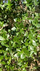  Small green glossy leaves in a continuous stream. Photo from Gorica Park in Podgorica. Montenegro. High quality photo