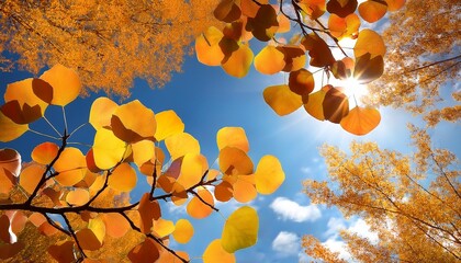 aspen tree leaves against clear sky