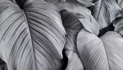 Obraz premium grey tropical leaves texture wallpaper