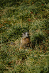 marmot in the italian mountains