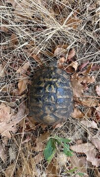  A small turtle against a background of fallen needles. Photo from Gorica Park in Podgorica. Montenegro. High quality photo