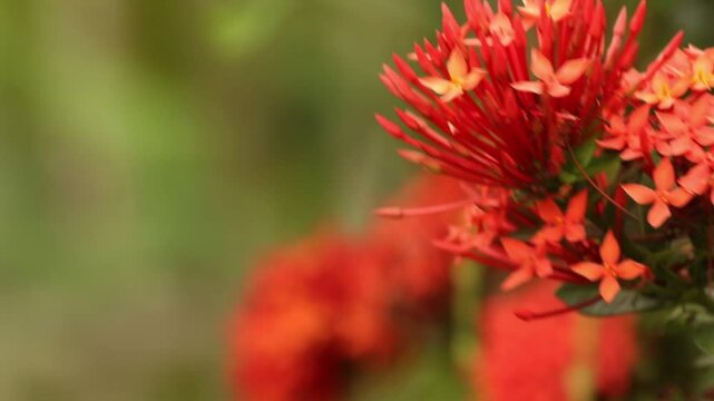 Ashoka Flower Footage With Blurred Green Background Footage
