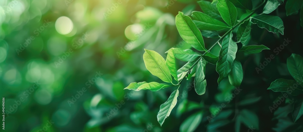 Poster beautiful green leaves on a green background offering an attractive nature view in a garden with a c