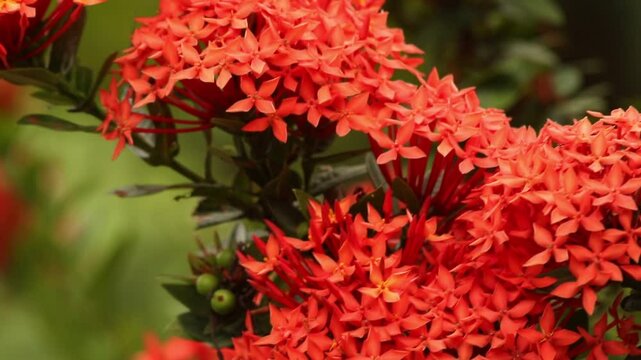 Ashoka Flower Footage