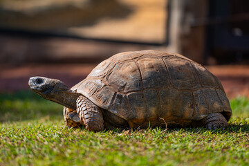 Jabuti (Chelonoidis denticulatus)