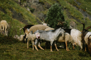 herd of goats 