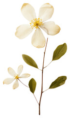 Naklejka premium PNG Real Pressed a Jasmine flower blossom plant.