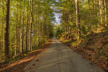 Fototapeta premium vista panoramica sull'interno di una bellissima foresta con alti alberi verdi, nelle montagne del nord est Italia, vicino a Tarvisio, di giorno, in primavera, illuminate dalla luce brillante del sole