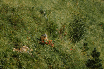 marmot in the italian mountains