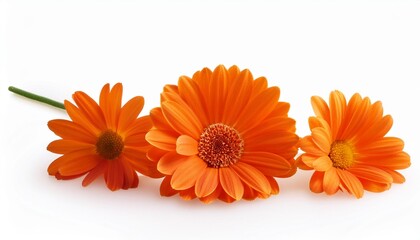 orange single flower isolated