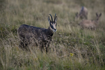 View of a chamois in the Vosges mountains in Alsace