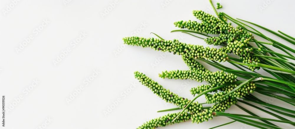 Poster close up view of vibrant green quinoa sprigs with seeds on a white backdrop showcasing a garden plan