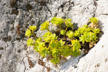 Palmer's Sedum (lat.: sedum palmeri) - Sukkulente auf einem hellen Stein in der Natur